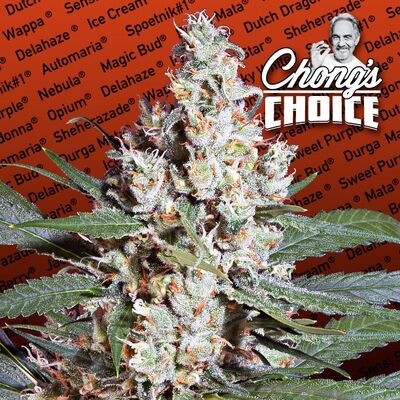 L.A. Amnesia (Chongs Choice)