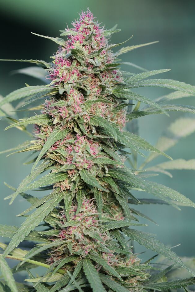 Graines de cannabis Serious 6 féminisées de Serious Seeds pour intérieur et extérieur – image 2