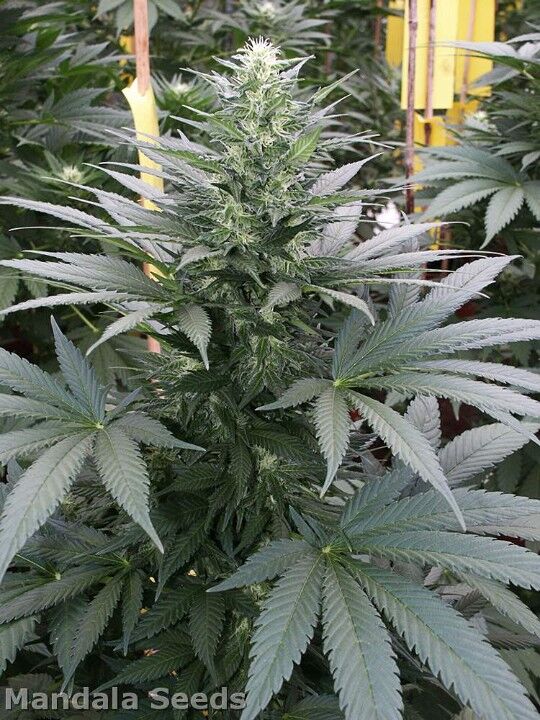 Graines de cannabis 8 Miles High Régulier de Mandala Seeds pour intérieur et extérieur – image 2