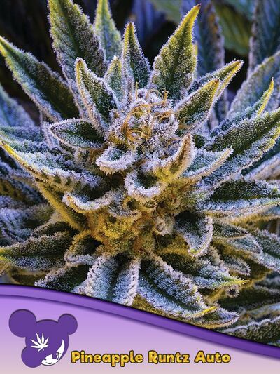 Auto Pineapple Runtz