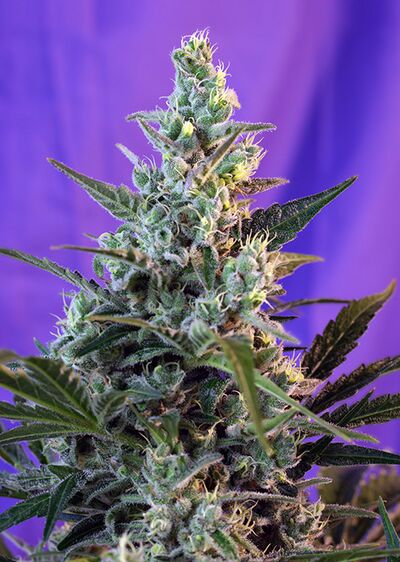 Sweet Skunk - Fast Version