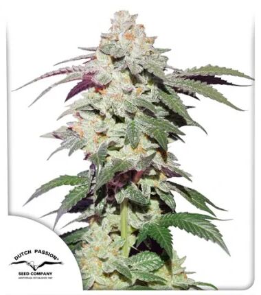 Skywalker Haze