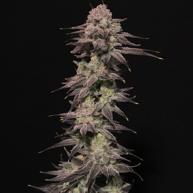 Cannabissamen Viking Milk feminisiert von Elev8 Seeds für Indoor und Outdoor
