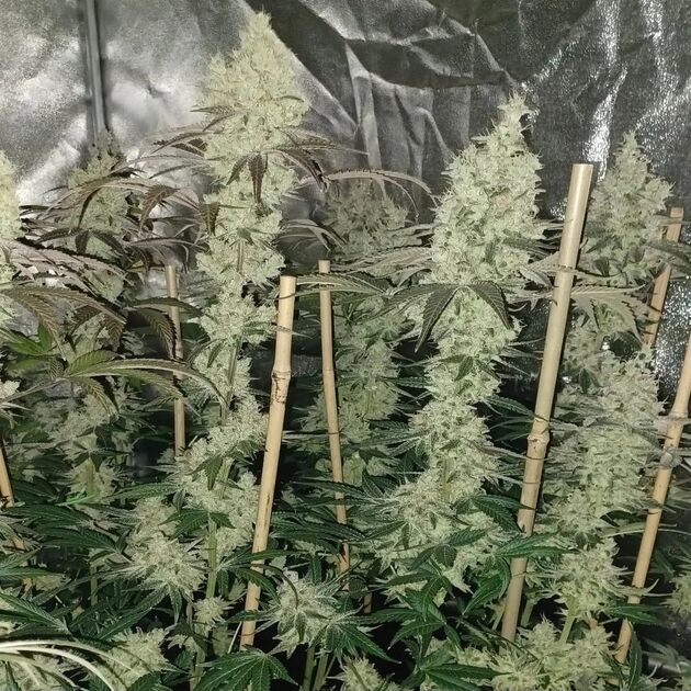 Cannabissamen Old Yogo Regulär von Lucky Dog Cannabis Co. für Indoor und Outdoor – Bild 5