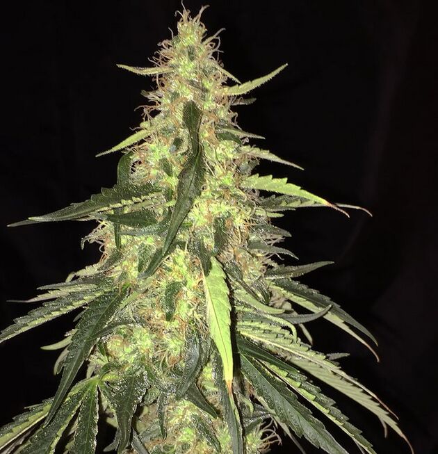 Cannabissamen S.A.G.E. CBD feminisiert von T.H. Seeds für Indoor und Outdoor – Bild 2