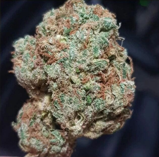 Cannabissamen Chasca Regulär von Lucky Dog Cannabis Co. für Indoor und Outdoor – Bild 4