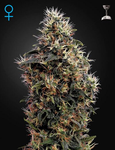 Auto Sweet Mango