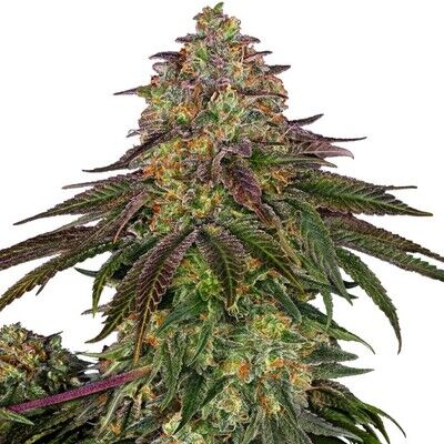 Sweet Cherry Kush