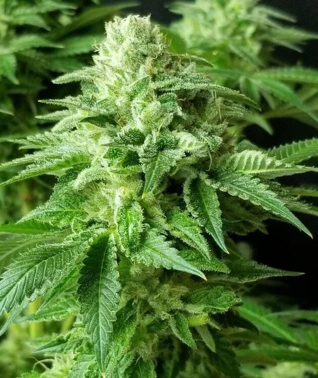 Cannabissamen Russell Regulär von Lucky Dog Cannabis Co. für Indoor und Outdoor – Bild 5