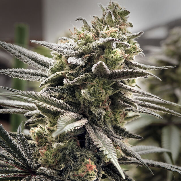 Cannabissamen Thundersnow feminisiert von Elev8 Seeds für Indoor und Outdoor
