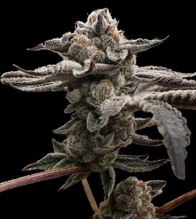 Tangie Candie