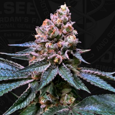 Black Apple Hitchcock