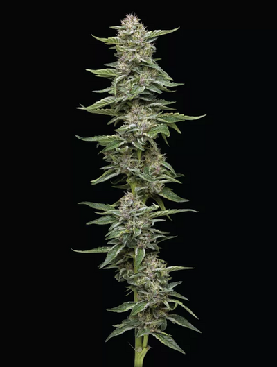 Garlic Budder