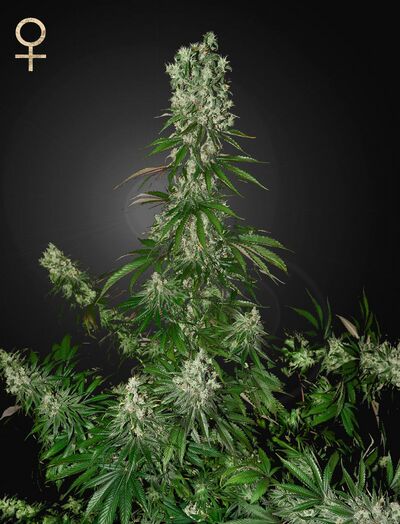 White Strawberry Skunk