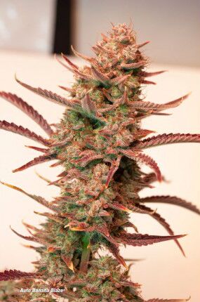 Auto Banana Blaze feminised cannabis seeds by Dutch Passion for indoor and outdoor – image 3