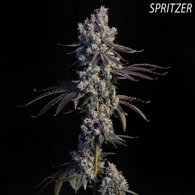 Cannabissamen Gold Dropz feminisiert von Compound Genetics für Indoor und Outdoor – Bild 2