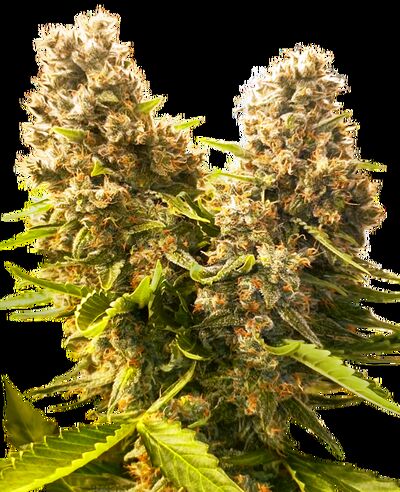 Auto Banana Kush Cake