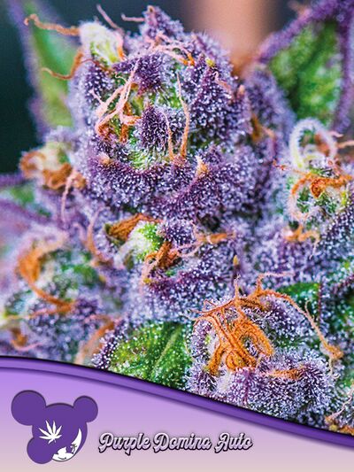Auto Purple Domina