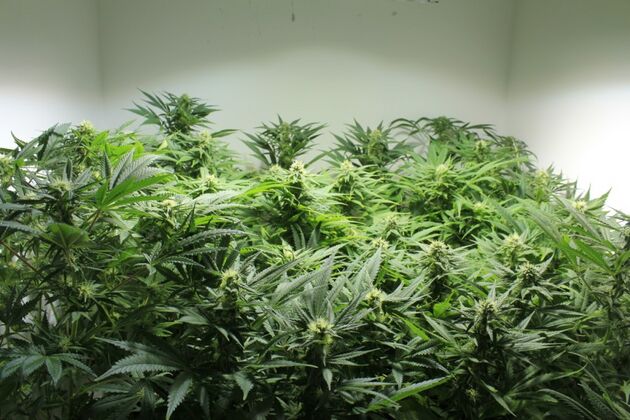 NORDLE Regular cannabis seeds by Mr. Nice for indoor and outdoor – image 4