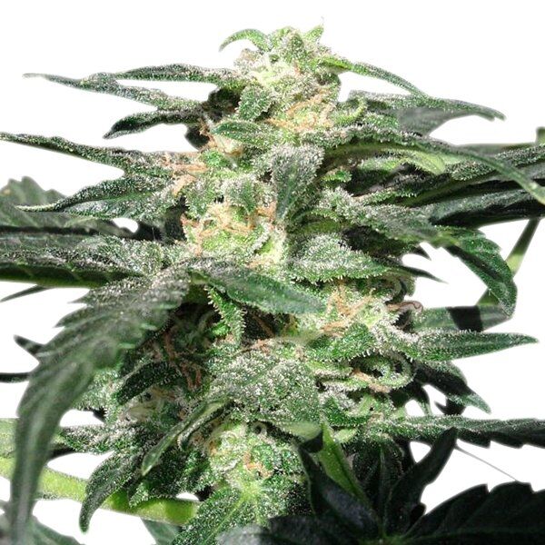 Cannabissamen Auto Royal Haze feminisiert von Royal Queen Seeds für Indoor und Outdoor – Bild 2