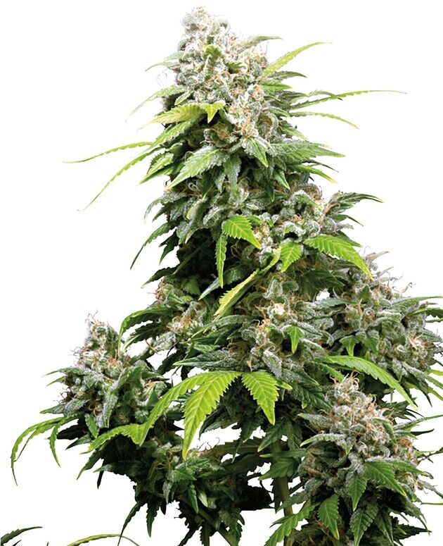 Graines de cannabis California Indica Régulier de Sensi Seeds pour intérieur et extérieur