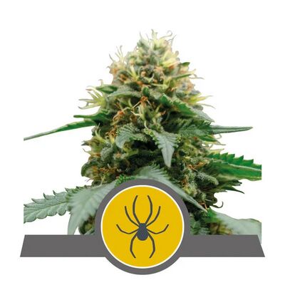 White Widow Régulier
