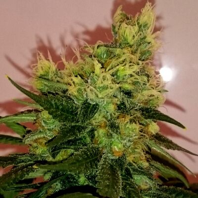 CBD Divine Régulier