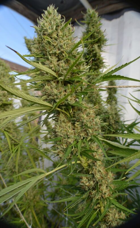 Graines de cannabis Super Malawi Haze Standard Régulier de Ace Seeds pour intérieur et extérieur – image 2