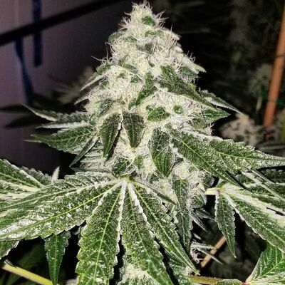 Bohemian Highway Régulier