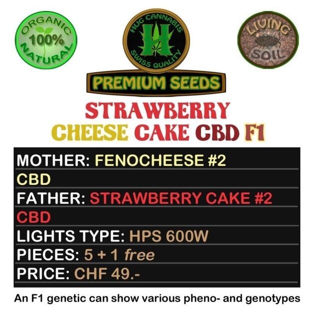 Cannabissamen Strawberry Cheese Cake CBD F1 Regulär von Hug Cannabis CBD Seeds für Indoor und Outdoor – Bild 2