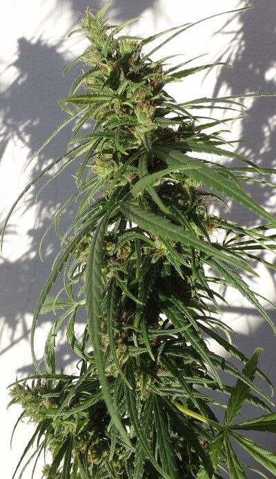 Graines de cannabis Ethiopian Standard Régulier de Ace Seeds pour intérieur et extérieur – image 2