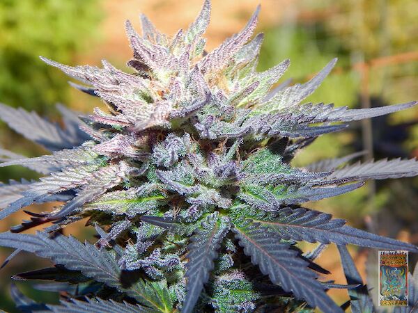 Graines de cannabis Missy's Stash V2 Régulier de Dragons Flame Genetics pour intérieur et extérieur – image 2