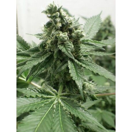 Graines de cannabis Black Jesus OG féminisées de Dr. Underground pour intérieur et extérieur – image 2
