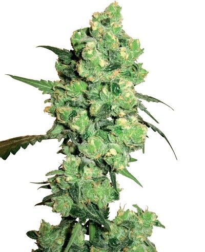 Super Skunk Régulier