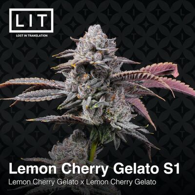 Lemon Cherry Gelato S1