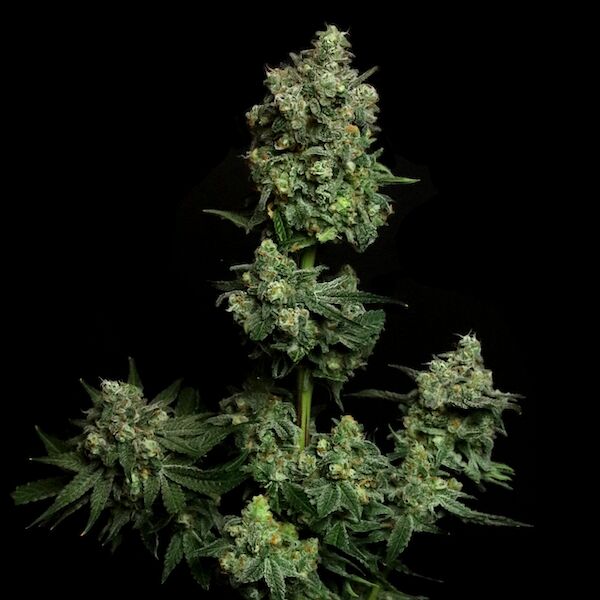 Graines de cannabis Oregon Apple Trail féminisées de Elev8 Seeds pour intérieur et extérieur – image 3