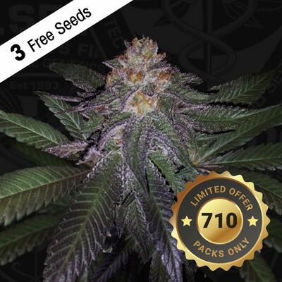 Purple Banana Cream