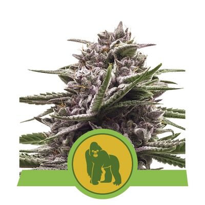 Auto Royal Gorilla