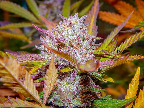 Dragon Stash F3 Red Version Regular cannabis seeds by Dragons Flame Genetics for indoor and outdoor – image 2