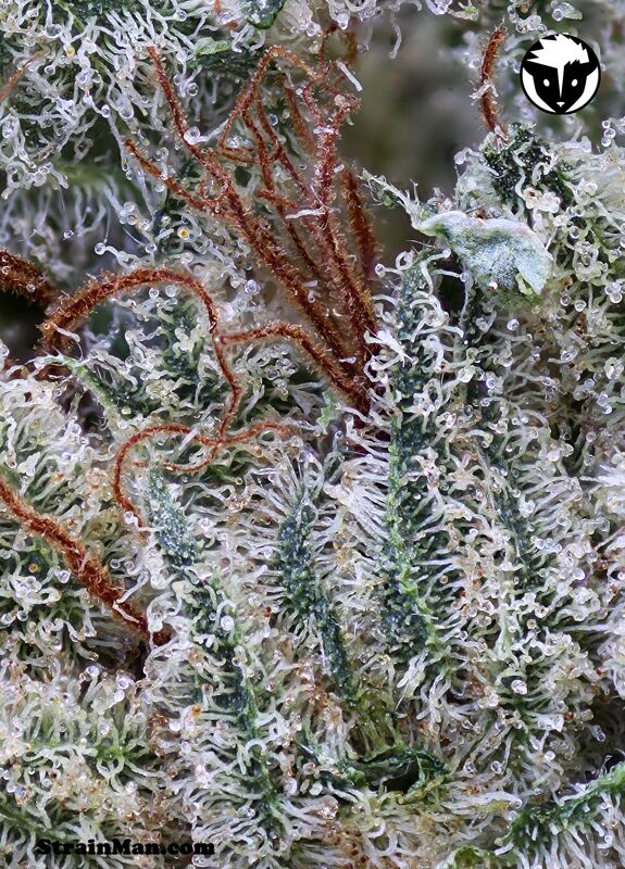 Scott's OG feminised cannabis seeds by Rare Dankness for indoor and outdoor – image 4
