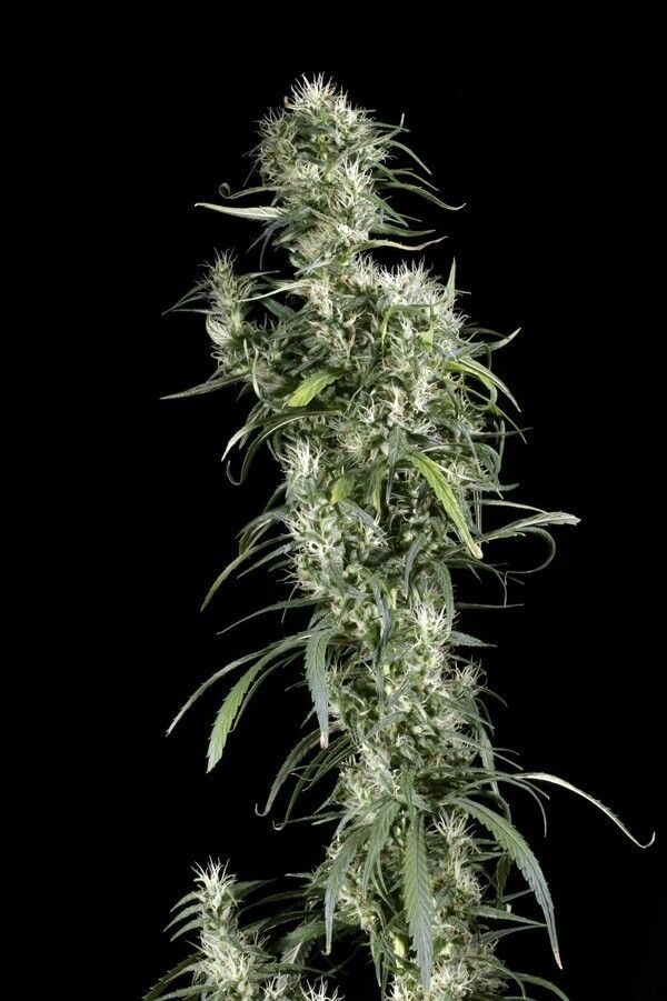 Cannabissamen Neville's Haze feminisiert von Green House Seeds für Indoor und Outdoor – Bild 2