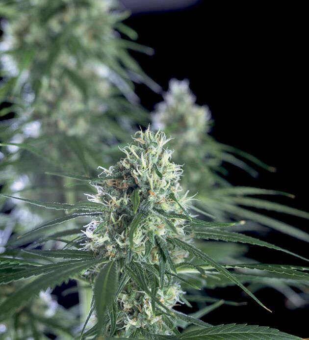 Graines de cannabis Super Silver Bilbo féminisées de Genehtik Seeds pour intérieur et extérieur – image 3