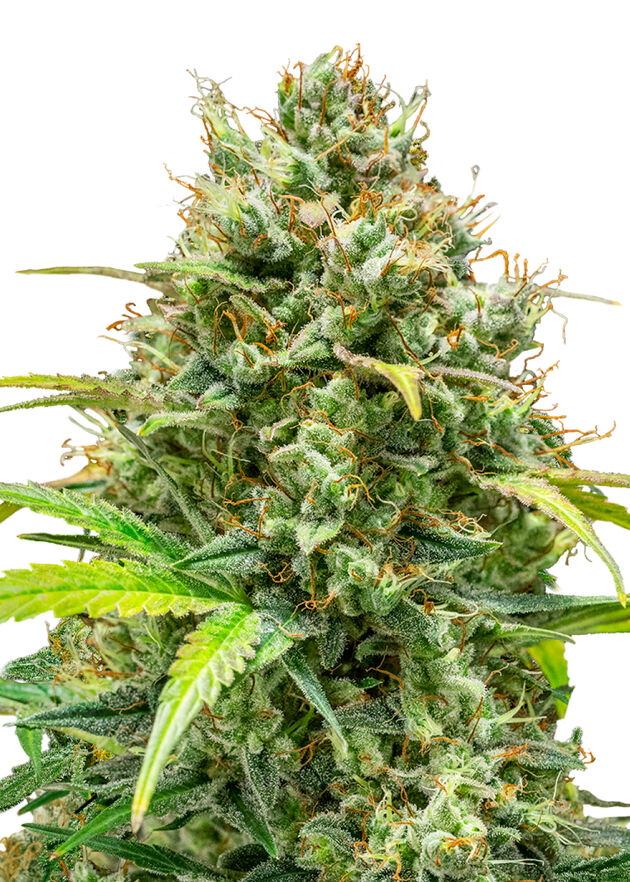 Graines de cannabis Lemon Skunk féminisées de Royal Queen Seeds pour intérieur et extérieur