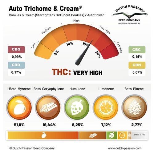 Graines de cannabis Auto Trichome & Cream féminisées de Dutch Passion pour intérieur et extérieur – image 2