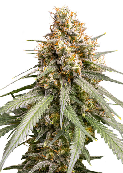 Shining Silver Haze
