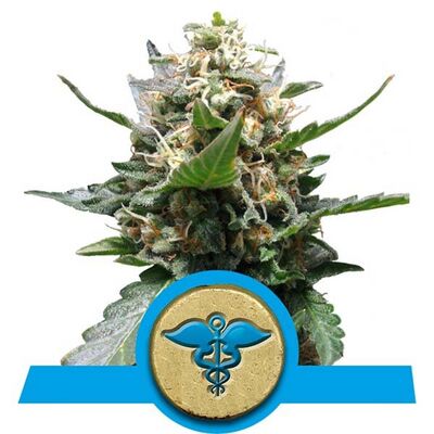 Royal Medic