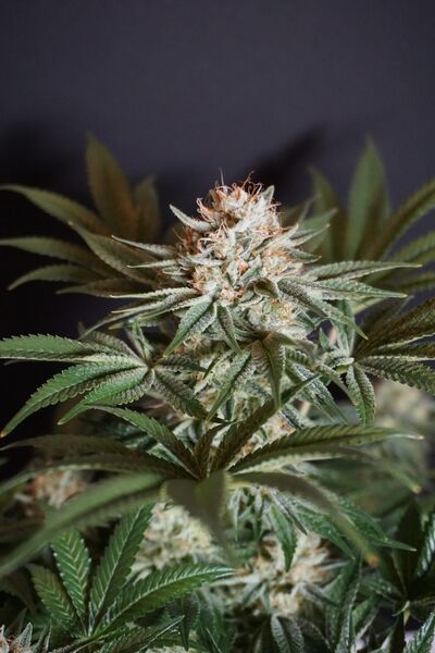 Rocky Melon