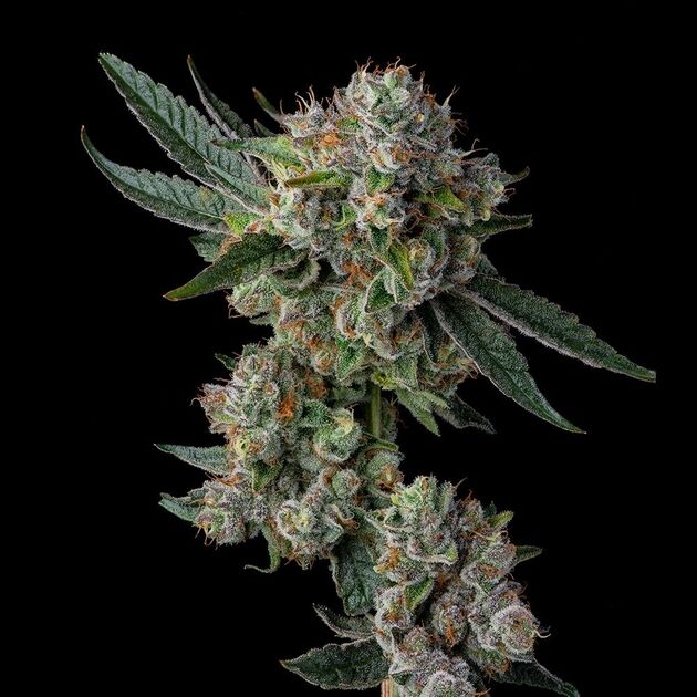 Cannabissamen Glue 31 feminisiert von Compound Genetics für Indoor und Outdoor – Bild 3