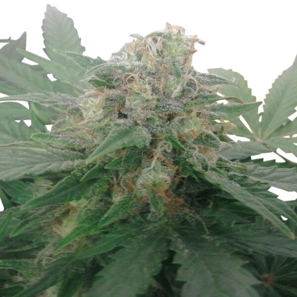 Graines de cannabis Auto Royal Bluematic féminisées de Royal Queen Seeds pour intérieur et extérieur – image 2