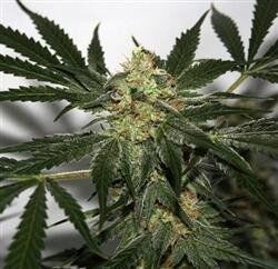 Skunk Haze Régulier